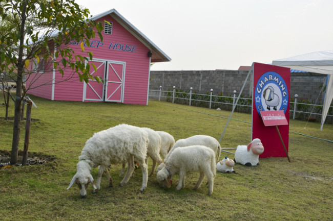 Charming Farm สันทราย ร้านอาหารอร่อยๆ ของคนรักน้องแกะ