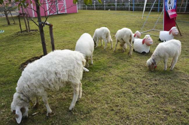 Charming Farm สันทราย ร้านอาหารอร่อยๆ ของคนรักน้องแกะ