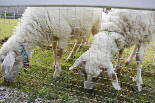 Charming Farm สันทราย ร้านอาหารอร่อยๆ ของคนรักน้องแกะ