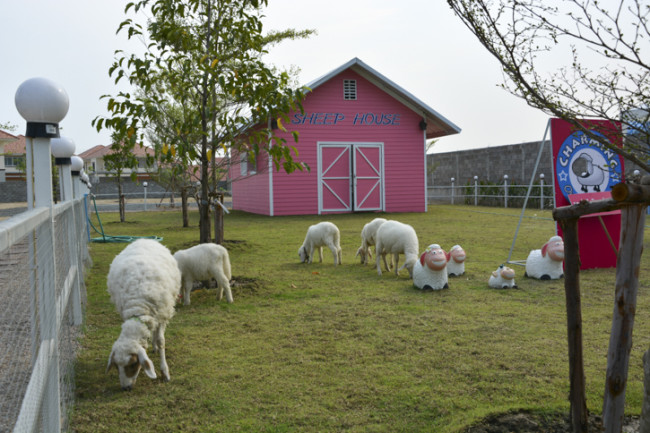 Charming Farm สันทราย ร้านอาหารอร่อยๆ ของคนรักน้องแกะ