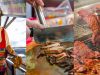Permanent Link to นุ่ม อร่อย หอมกินกี่ทีก็ไม่เบื่อกับหมูย่างอร่อยที่ หมูย่าง เฮง เฮง เฮง