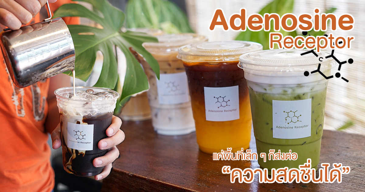 Adenosine Receptor ฉันจะกระตุ้นความสดชื่นในตัวเธอ ด้วยกาแฟแก้วอร่อย